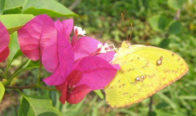 From..."Los Llanos Orientales of Colombia, S.A."