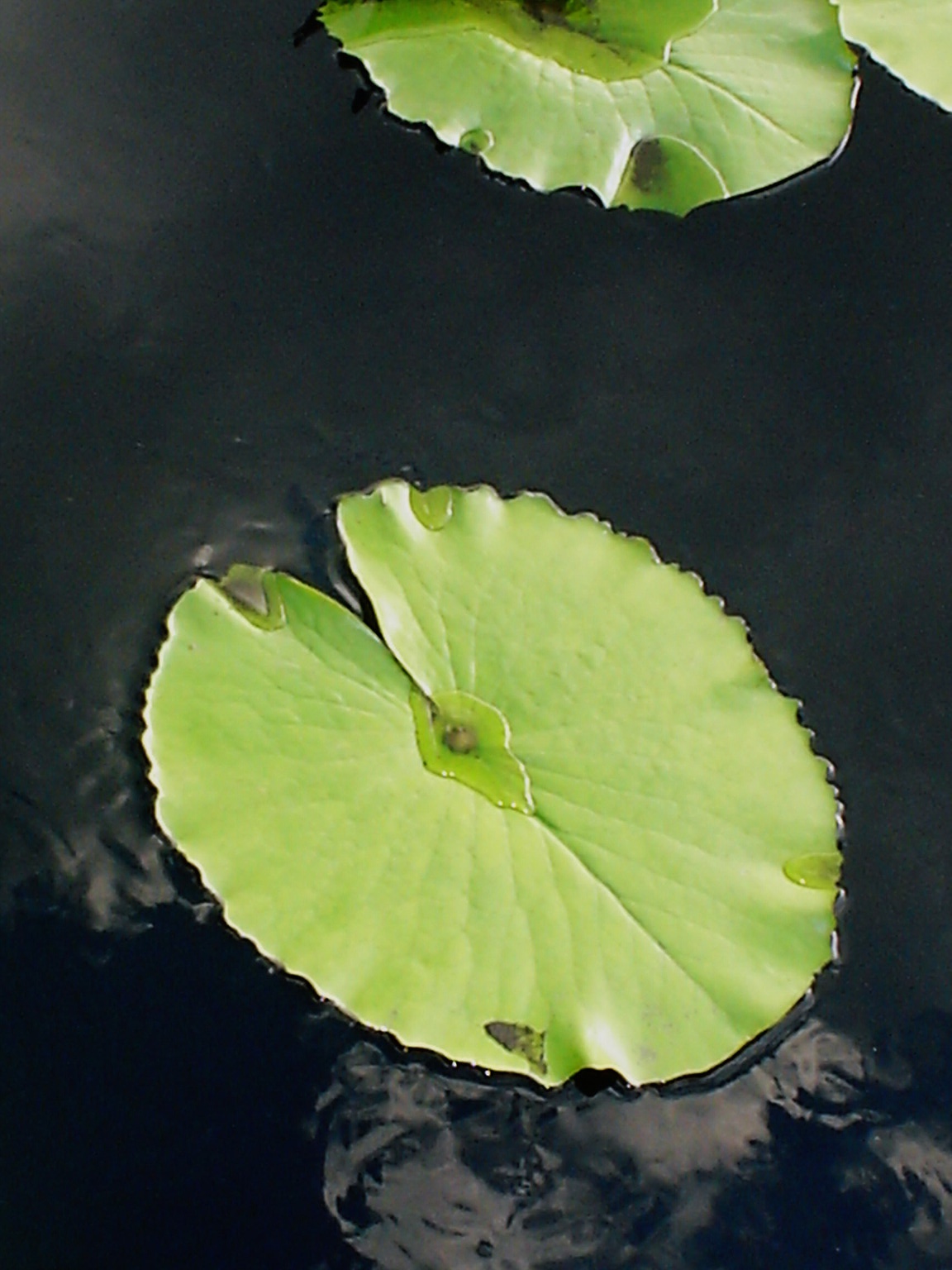 LOTUS LEAVES/05